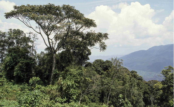 nyungwe national park landscape