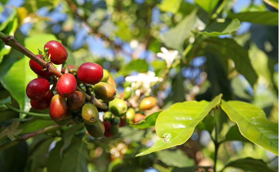 ripe coffee bean plantation