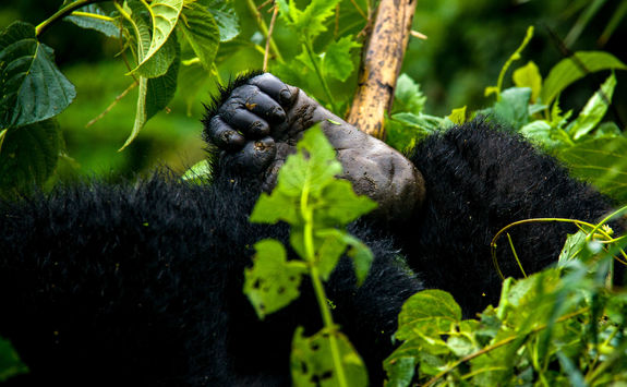 close up foot mountain gorilla