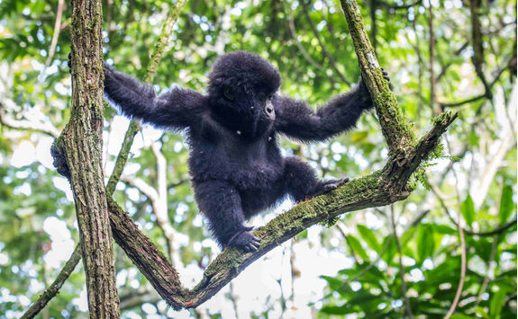 baby gorilla climbing tree