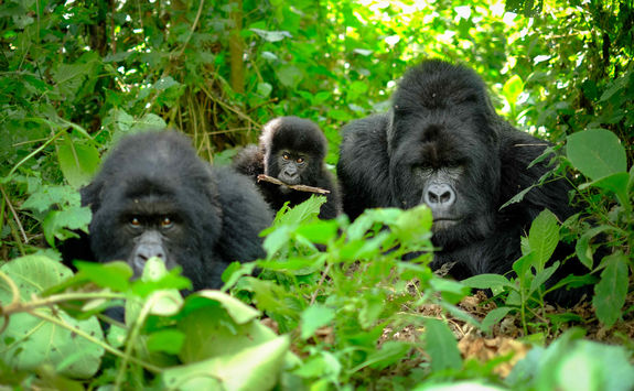 family mountain gorillas