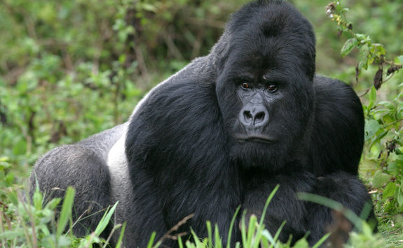 close up male mountain gorilla