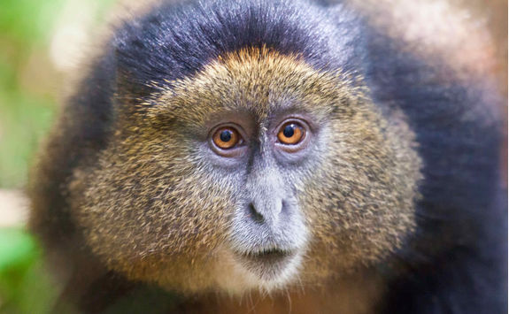 detail golden monkey