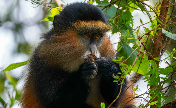 eating in a tree golden monkey