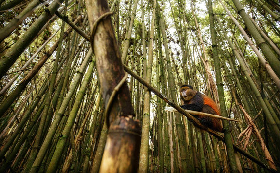 golden monkey in bamboo forest