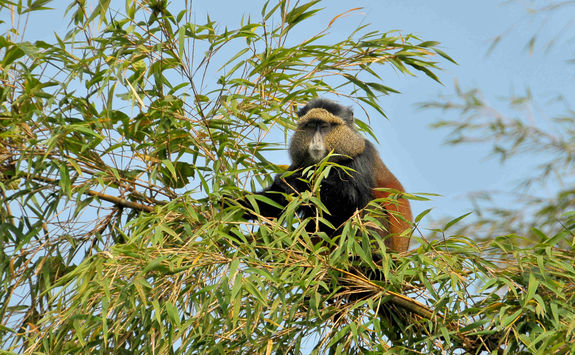 golden monkey in a tree