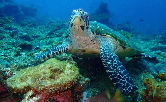turtle