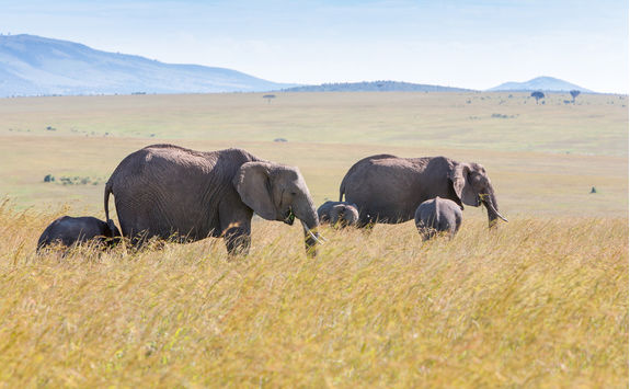 elephant family savanna