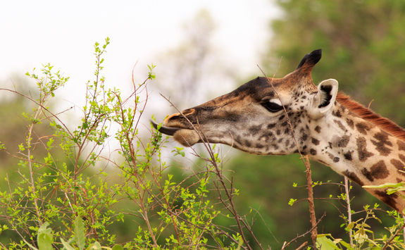 giraffe close up