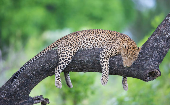 leopard sleeping in tree