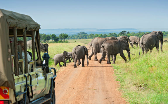 safari car elephants