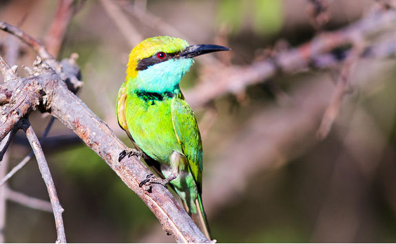 bee eater bird zambia