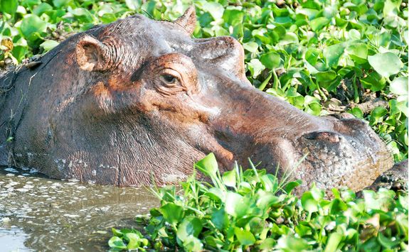 hippo pond