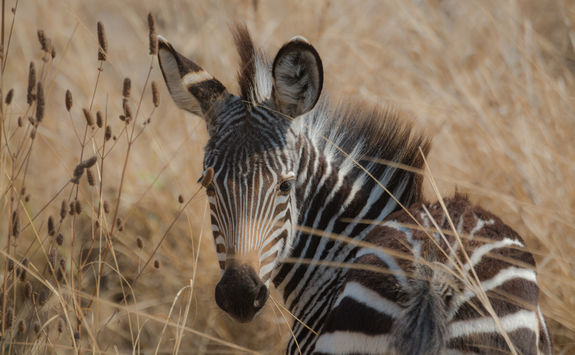 zebra close up
