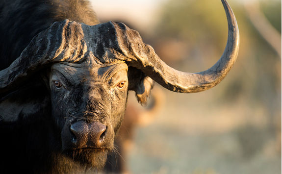 buffalo detail
