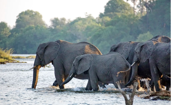elephants crossing zambezi