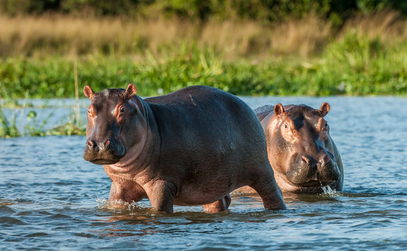 hippos river