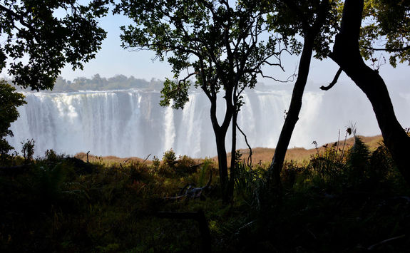 victoria falls through trees