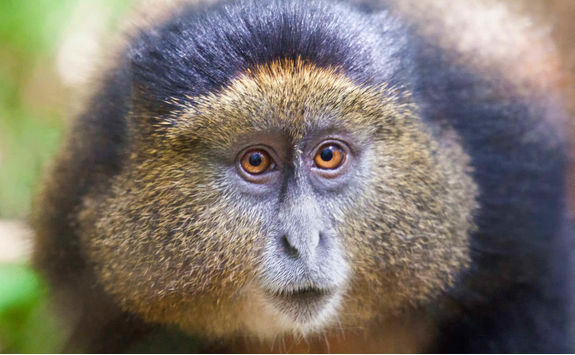 close up golden monkey