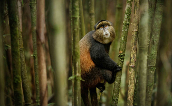 golden monkey in bamboo forest