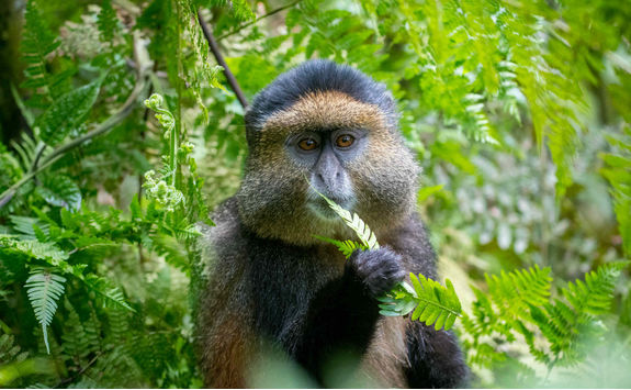 golden monkey in volcanoes national park