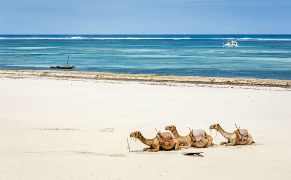 camel at diani beach