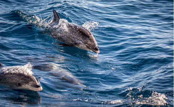 dolphin spotting