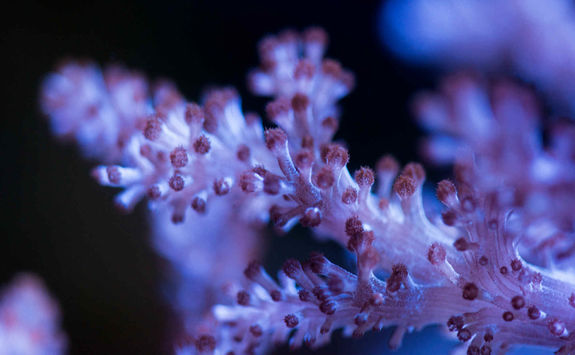 kenya tree coral