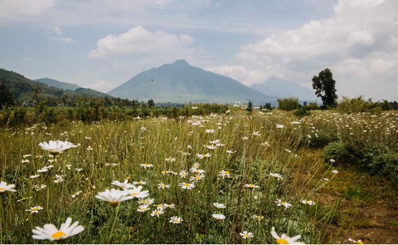flowers volcano national park