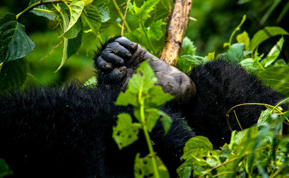 close up gorilla foot