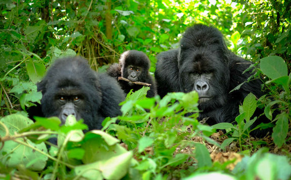gorilla family volcanoes national park