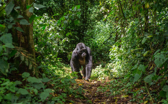 male mountain gorilla rainforest