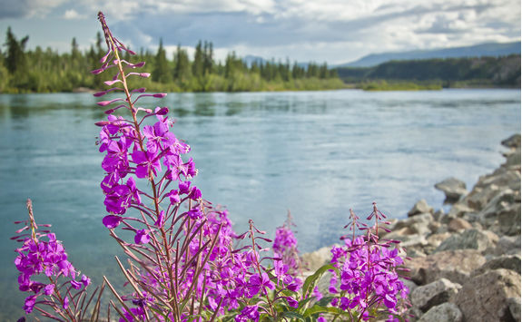 Yukon river flowers