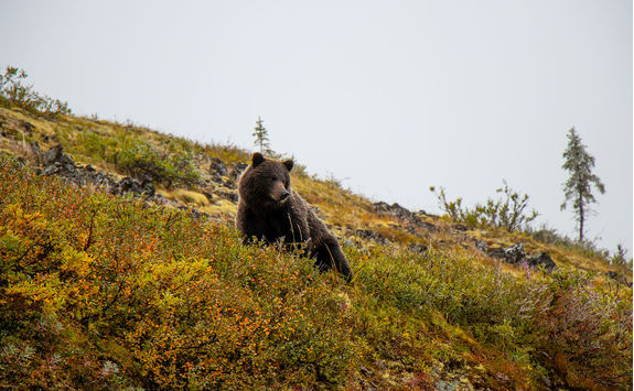 grizzly bear yukon