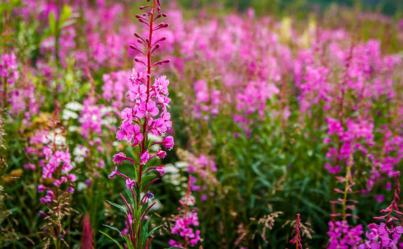 wild flowers yukon