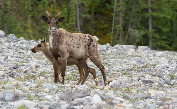 caribou mother calf