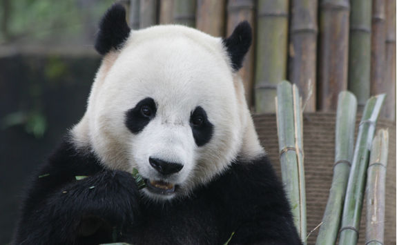 Panda in dujiangyan base