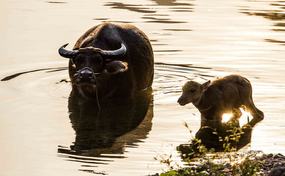 water buffalos