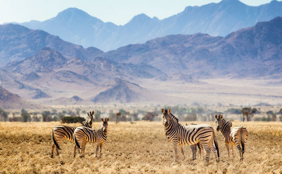 hartmann mountain zebras