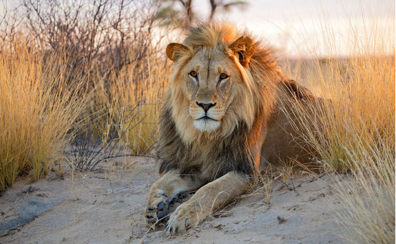 male lion kalahari desert