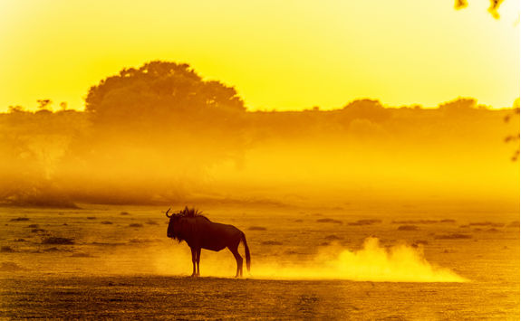 wilderbeast dusty kalahari dawn