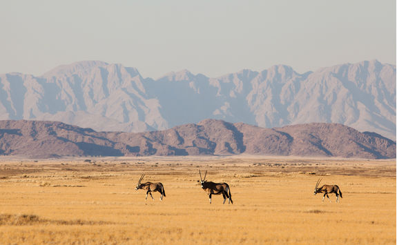 gemsbok in naukluft park