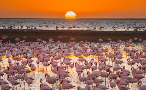 flamingos waterfront sunset