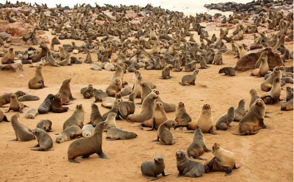 cape cross seal colony