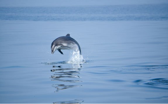 dolphin jumping swakopmund