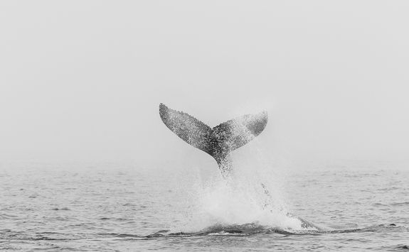 humpback whale fin walvis bay
