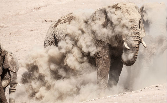 desert elephant damarland