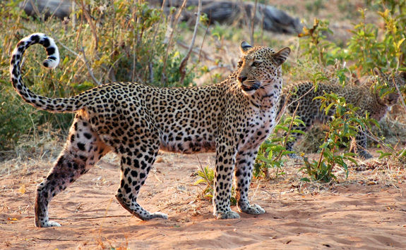 female leopard desert