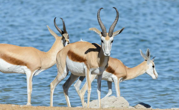 gemsbok by waterhole