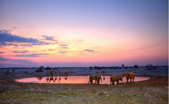 animals by the waterhole